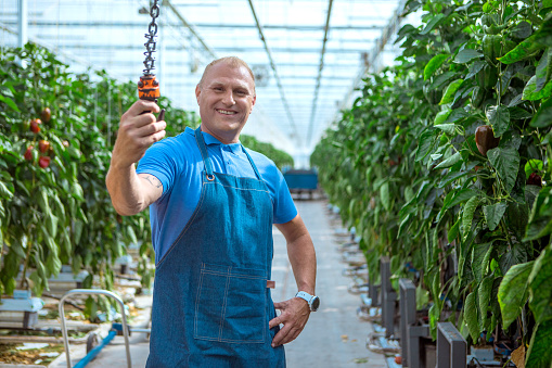 A male worker in a Paprika Greenhouse in Holland