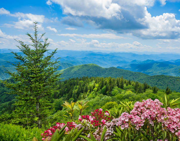 Summer view of the Smoky Mountains. A panoramic view of the Smoky Mountains from the Blue Ridge Parkway in North Carolina. Blue sky with  clouds over layers of green hills and  mountains. Flowers blooming in th emountains. USA. blue ridge parkway photos stock pictures, royalty-free photos & images