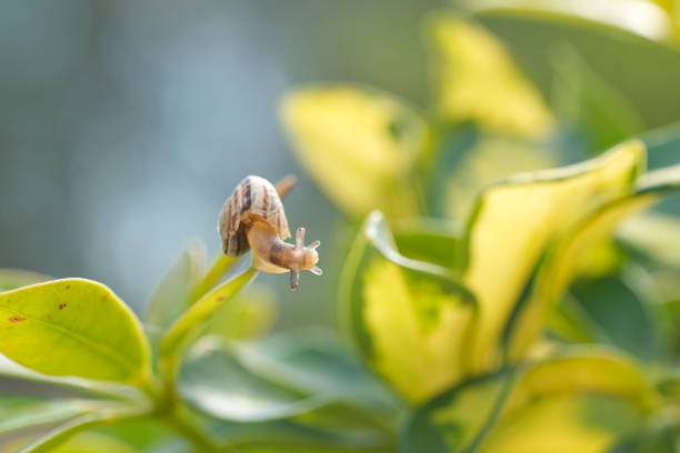 istock Wild snail on plant leaf,macro antenna view,natural spring ecosystem,macro animal creature 1305169577