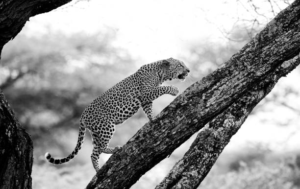 Leopard in tree stock photo