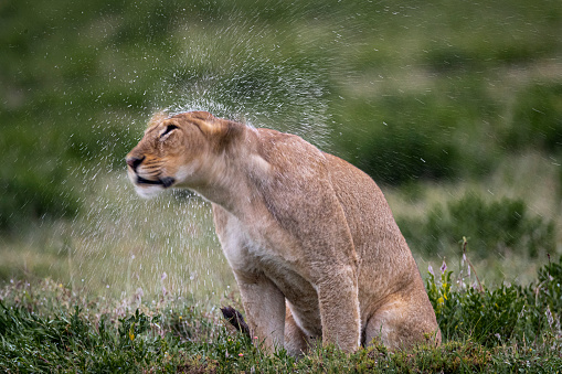 Lion shakes off moistire from rain Ndutu Serengeti