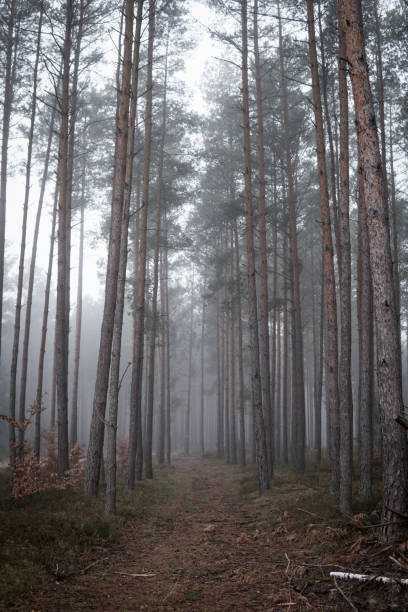 istock Forest during foggy day in fall season 1305170784