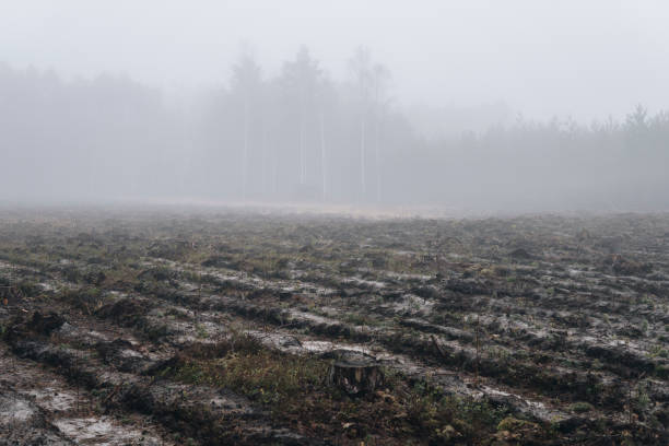 istock landscape during foggy day 1305170787