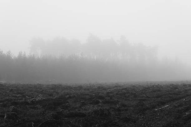 landscape during foggy day with clearing in the forest that was made after cutting trees