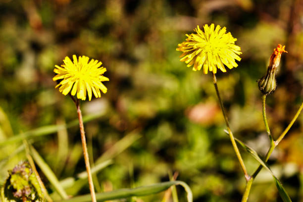 Its yellow flowers form large clusters, visible from spring to summer in the rich meadows for beekeeping.