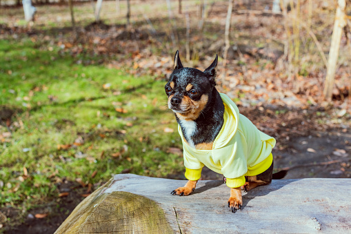 Dog Chihuahua. Dog walking. Warm clothes for dogs. Domestic pet dog wearing a yellow hoodie. Chihuahua lies on a wooden bench in the park.