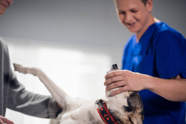 istock A cute husky dog getting a check up at the vets office 1305172757