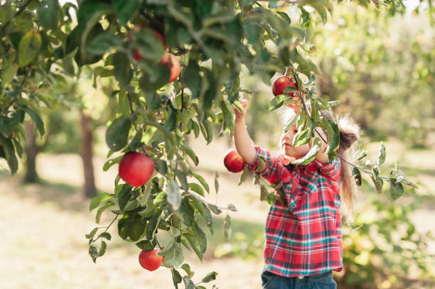 enfant cueillant des pommes à la ferme en automne. petite fille jouant dans le verger de pommier. une alimentation saine. - apple orchard child apple fruit photos et images de collection