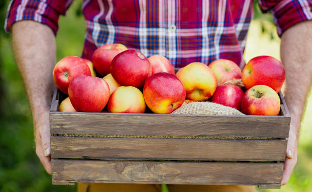 istock Old man with Apple in the Apple Orchard 1305174026