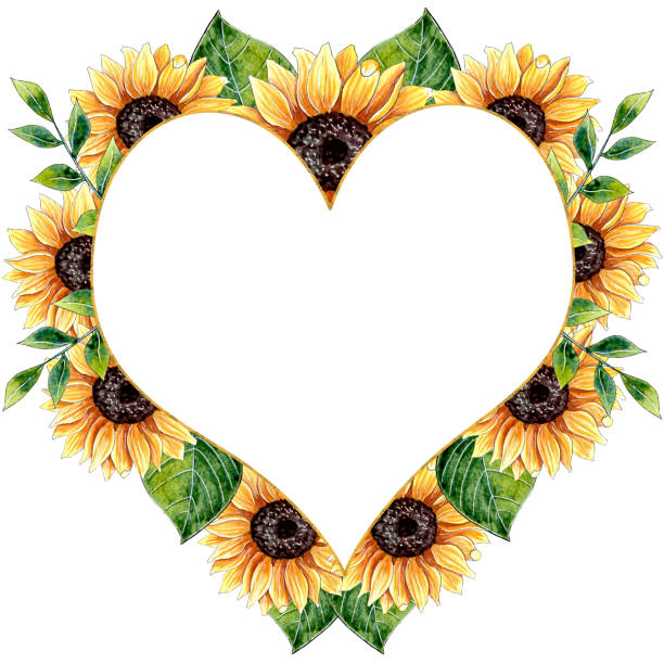 akwarela sunflower ramka izolowane na białym tle. - sunflower hearts stock illustrations