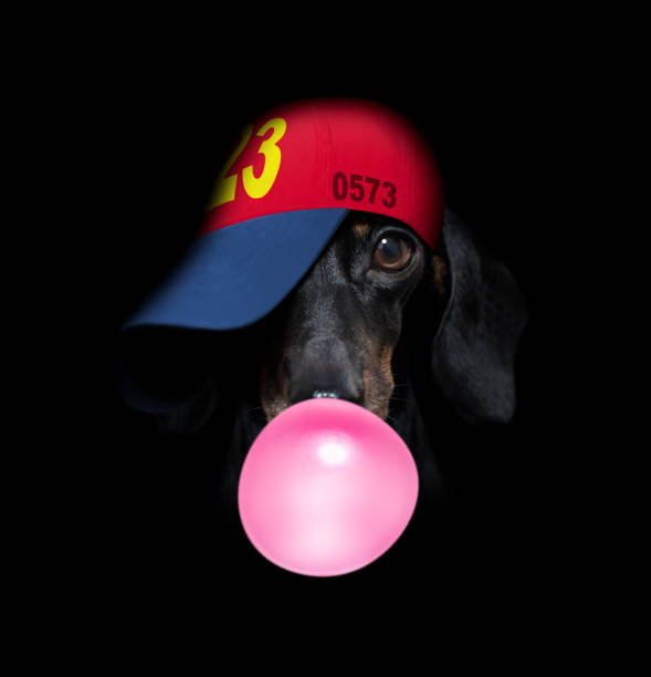 istock dog isolated on black dramtic dark background 1305174588