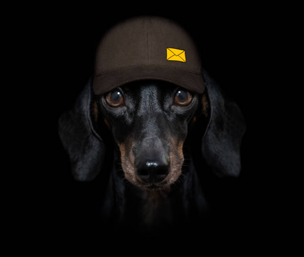 post delivery  dachshund  sausage dog