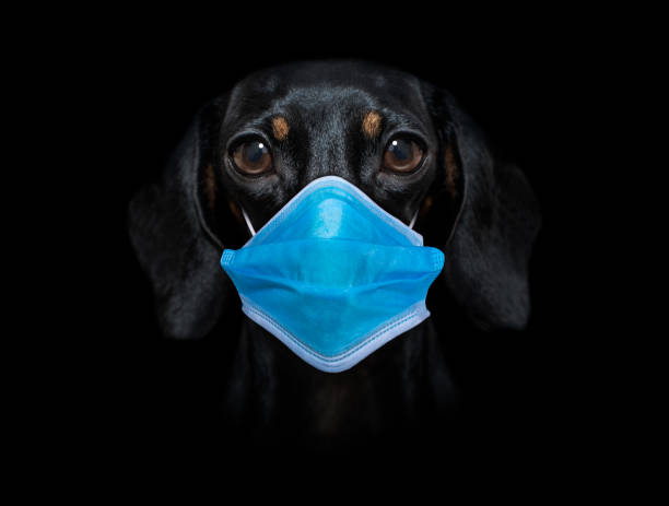 ill sick dog with illness and face mask , virus all over sick and ill dachshund sausage dog  isolated on white background with  face mask and viral coronavirus all over pražský krysařík stock pictures, royalty-free photos & images