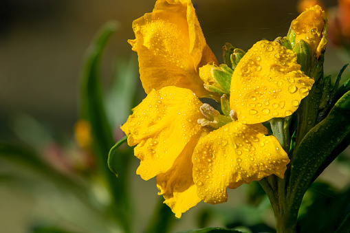 Close up of a yellow wallflower (erysimum cheiri) in bloom