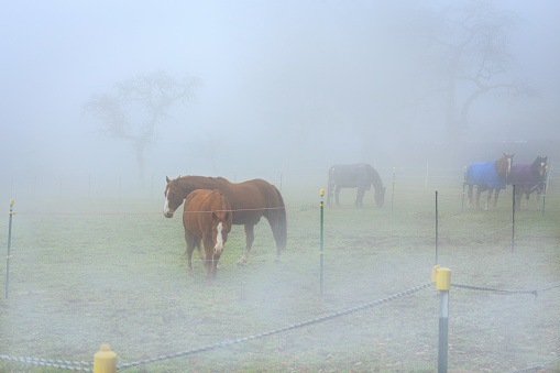horses under fog