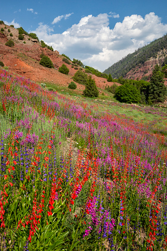 Wildflowers along the highway near Telluride Colorado catch the attention of people passing by. They often stop to photograph them.