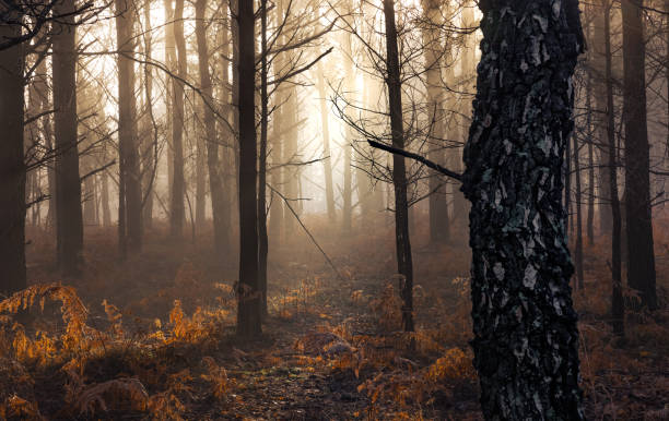 национальный парк нью-форест - лес в тумане серии - woodland trail woods forest footpath стоковые фото и изображения