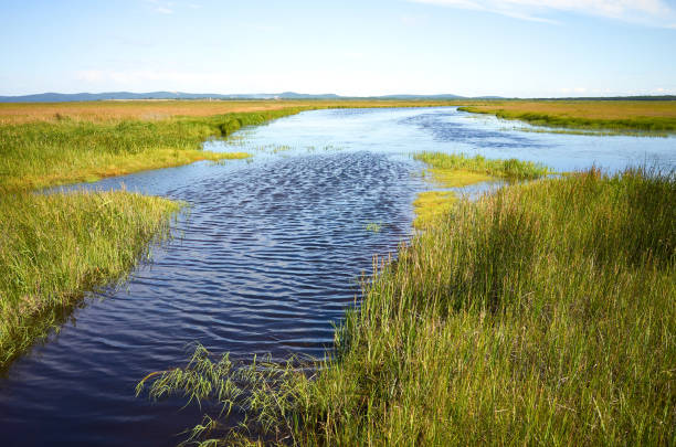 istock Lake with ripples surrounded by green lush grass and blue sky 1305179159