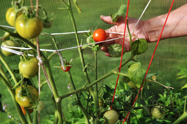 istock vegetables in a greenhouse 1305179958