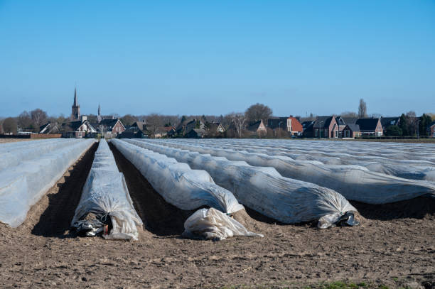 uprawa białych szparagów na polach rolnych w północnej brabancji w holandii wiosną - sheeted zdjęcia i obrazy z banku zdjęć