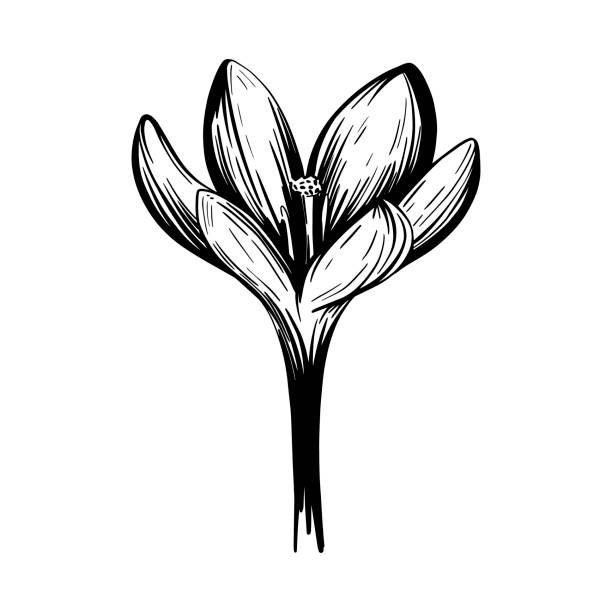 ilustrações de stock, clip art, desenhos animados e ícones de saffron flower sketch. crocus isolated on a white background. hand-drawn vector illustration - single flower flower crocus bud