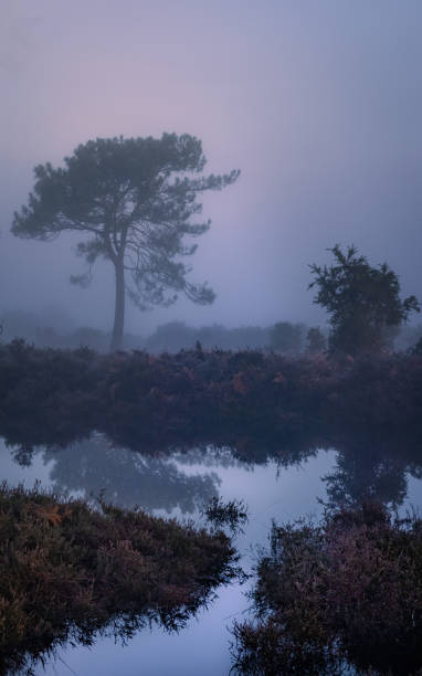 New Forest National Park - Forest In The Mist Series