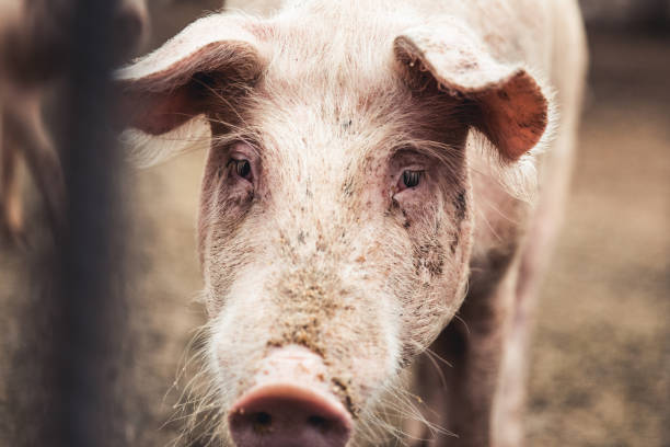 istock Pig on the farm. Bad conditions, pets 1305185567