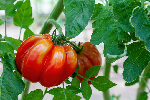 Red tomatoes grow in a garden in a greenhouse, fresh organic vegetables close-up