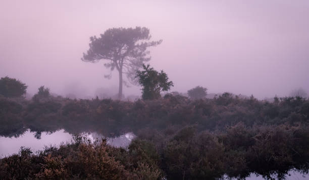 istock New Forest National Park - Forest In The Mist Series 1305190894