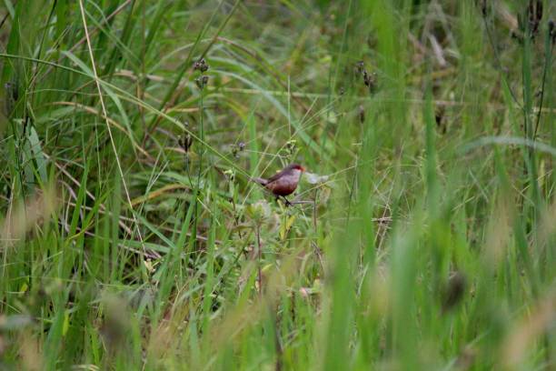 istock bird beak seal - estrilda astrild 1305193019