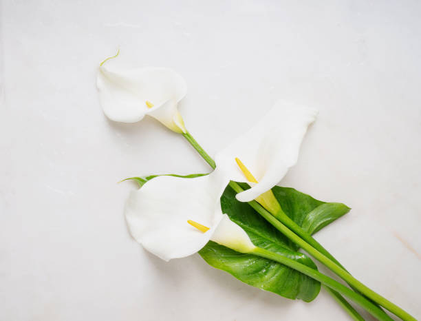 istock White Calla Lilly flowers on white background 1305195136