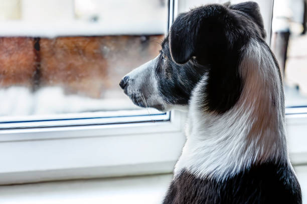 istock Cute dog is looking through the window 1305196155