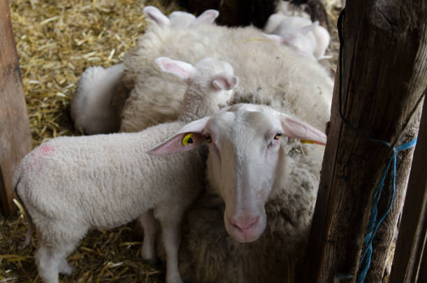 카메라를 바라보는 양과 양 - livestock rural scene newborn animal ewe 뉴스 사진 이미지