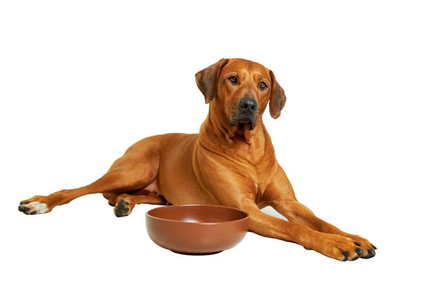 istock Rhodesian ridgeback dog lying next to empty food bowl 1305199938
