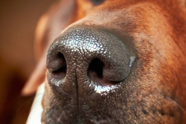 istock Dog nose macro close-up 1305199943
