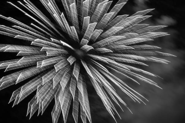 istock monochrome abstract closeup view on firework flower blast on dark sky background 1305200010