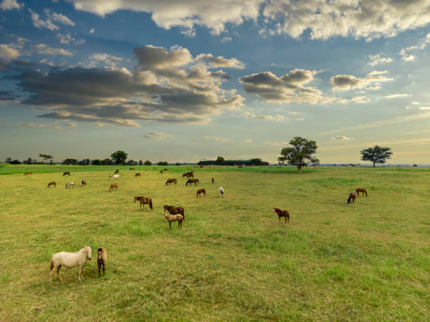 istock Thoroughbred horses grazing at sunset in a field. 1305203580