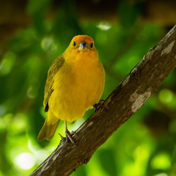 istock Atlantic Yellow Canary, a small Brazilian wild bird. 1305204083