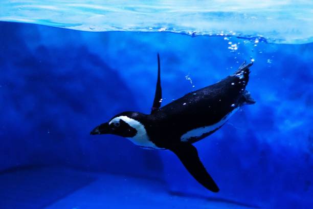 istock Popular African penguins 1305206795
