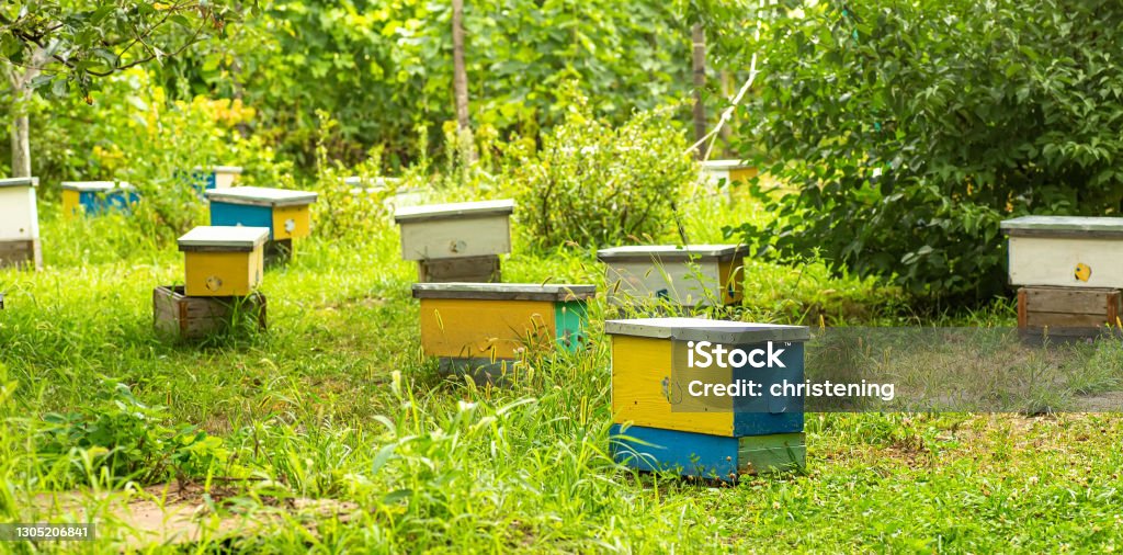 Lots of little yellow nuc, nuc hive among grass in spring. inseminators Apiary . Bee families with fertile breeding queen be in separate nucleus. Small single-hull hives for breeding queen bee Agriculture Stock Photo