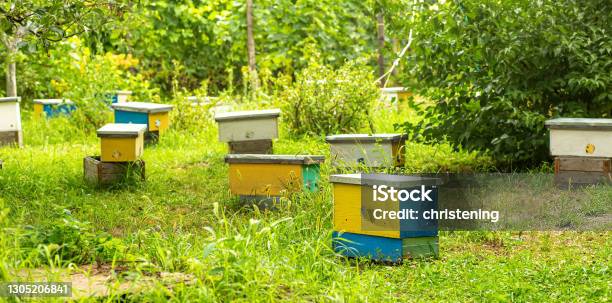 Lots Of Little Yellow Nuc Nuc Hive Among Grass In Spring Inseminators Apiary Bee Families With Fertile Breeding Queen Be In Separate Nucleus Small Singlehull Hives For Breeding Queen Bee Stock Photo - Download Image Now