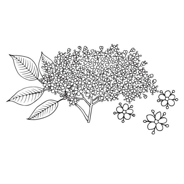 ilustrações, clipart, desenhos animados e ícones de elderberry (sambucus nigra). frutas, flores e folhas. ilustração vetorial desenhada à mão no estilo esboço. - leaf tree maple leaf green