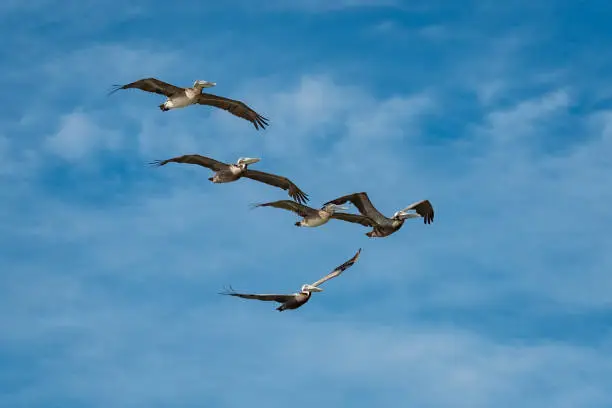 A squadron of five Brown Pelicans (Pelecanus occidentalis) in flight formation against a beautiful late spring morning sky.