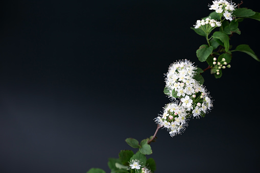 Elegant spring branch with white fragrant flowers