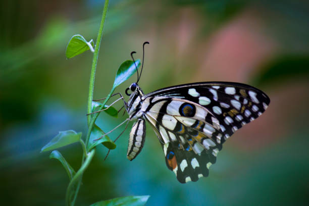 la mariposa de lima común - lime butterfly fotografías e imágenes de stock