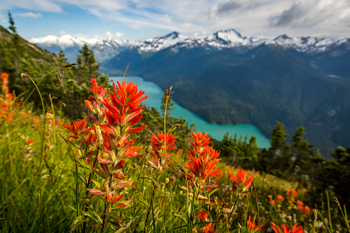 Wild flowers blooming in Whistler alpine meadows.