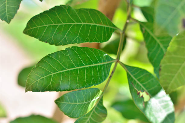 istock The foliage of Schinus terebinthifolia 1305212447