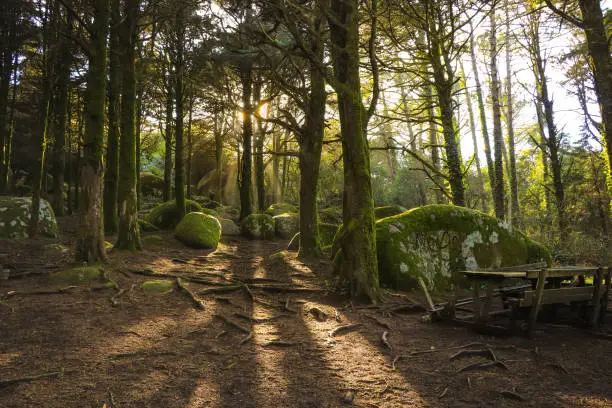 Forest in spring with beautiful bright sun rays. wood with rocks in Sintra, Lisbon, Portugal