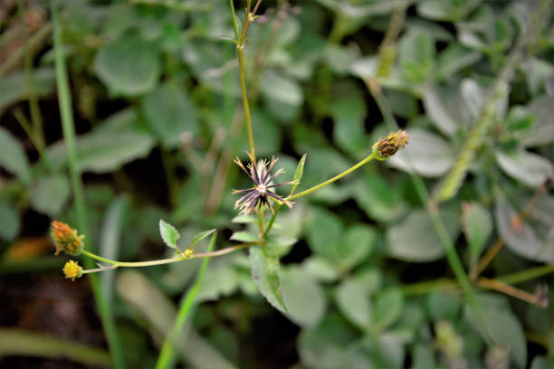 istock Bidens alba seeds in the bush 1305213091