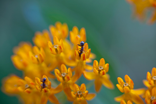 Butterfly milkweed flowers playing host to some hungry ants.